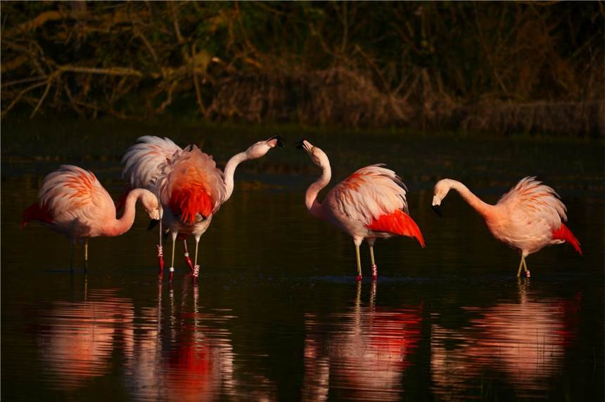 Mistwetter? Hier ein Video zum Entspannen von den Flamingos und Möwen im Venn Flamingos im Zwillbrocker Venn spiegeln sich im Wasser des Lachmöwensees. Diesen Streit zweier pinker Vögel fing Hubert Stroetmann bei einem frühmorgendlichen Besuch im Venn ein.
