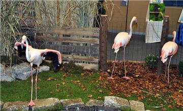 Flamingos und zahlreiche weitere Vogelarten brachten die Züchter des Regionalverbandes nach Haltern: Zur Begutachtung und zum Bestaunen.