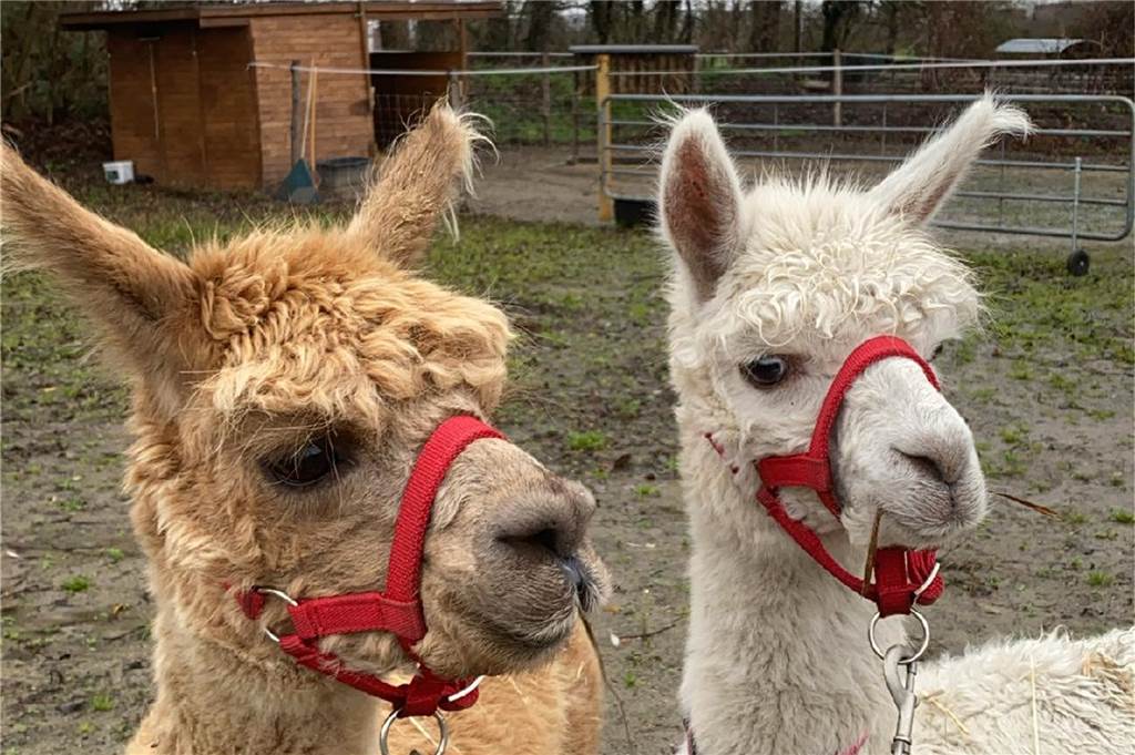 Flauschiges Fell und große neugierige Kulleraugen - das sind Chicco und Casimir.
