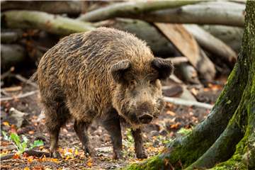 Fleisch vom Wildschwein gibt es jetzt in Haltern zu kaufen.