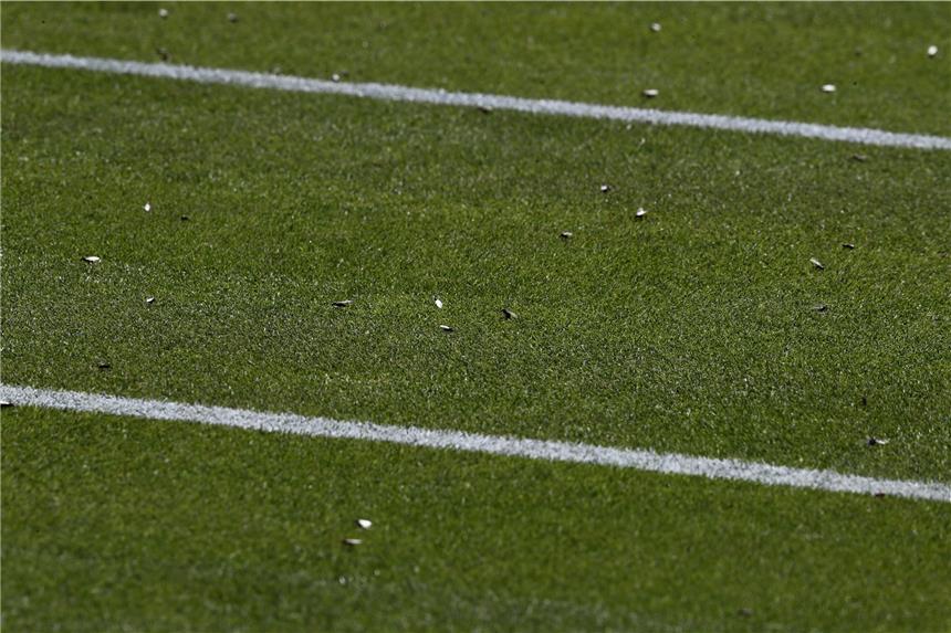 Karten-Chaos, Torwart-Slapstick, Fliegende Ameisen Fliegende Ameisen sorgten beim Tennis-Turnier in Wimbledon für Ärger.