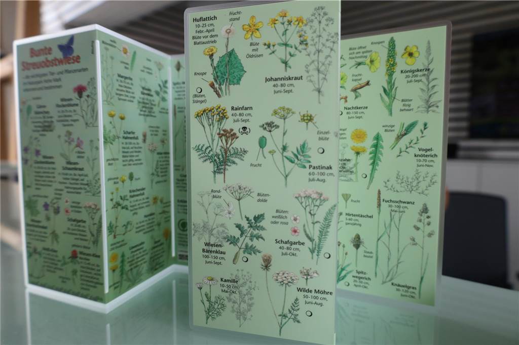 Flora der Steveraue.