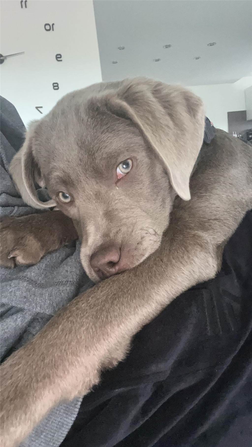 Florian hat uns dieses süße Bild von seinem Hund Ben zugeschickt - einfach goldig!