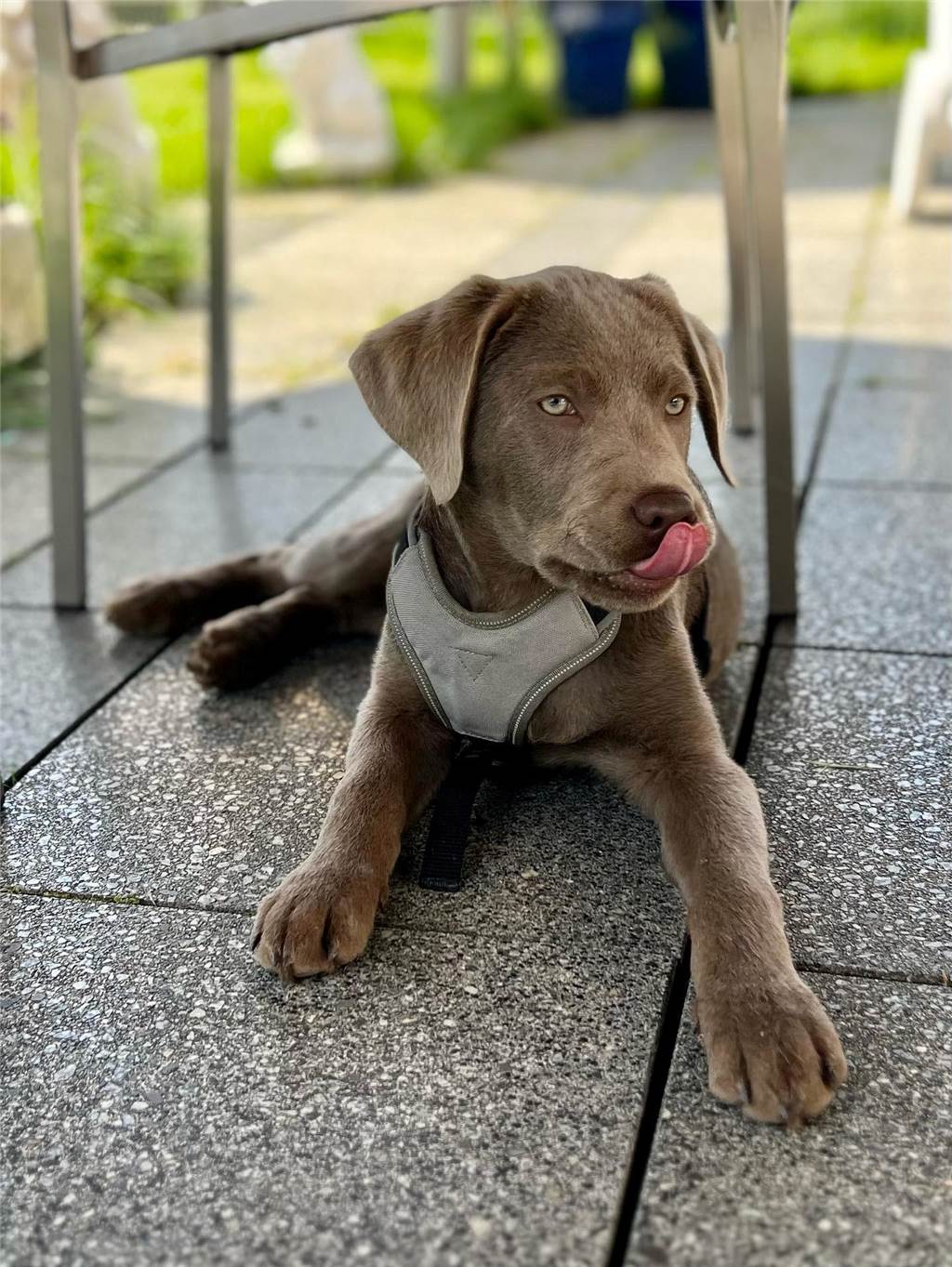 Florian hat uns dieses süße Bild von seinem Hund Ben zugeschickt - einfach goldig!