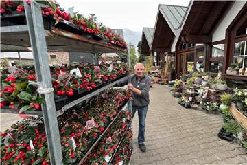 Floristikmeister Klaus Vonnahme zieht eine sogenannte CC-Karree mit mehreren Lagen der leuchtend roten Gaultheria, auch Scheinbeere genannt, ins Lager. Ein  CC-Container (Container Centralen) ist ein verbreitetes Mehrwegladungsträgersystem. 