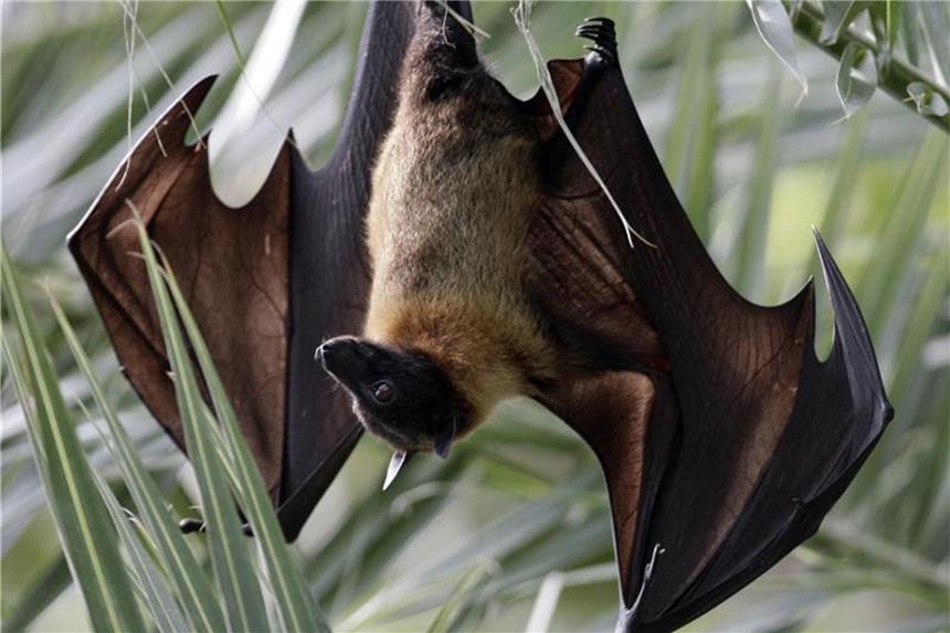 Ausbruch von Nipah-Virus in Indien Flughunde sind laut Weltgesundheitsorganisation (WHO) die natürlichen Wirte des Nipah-Virus, an dem Menschen und Tiere schwer erkranken können. Foto: Arno Burgi/Archiv