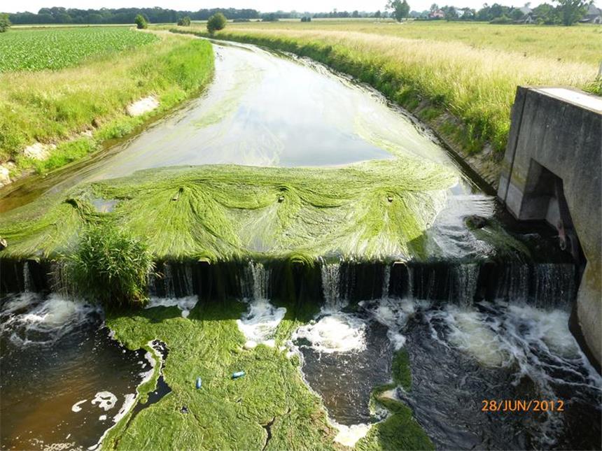 Fluss Dinkel in Heek: Durch Güllebelastung mit Algen überwuchert