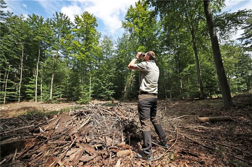 Viele Waldwege in NRW nach Unwetter nicht passierbar Förster Holger Beding begutachtet im Königsforst mit dem Fernglas den Zustand von Buchen im Wald.