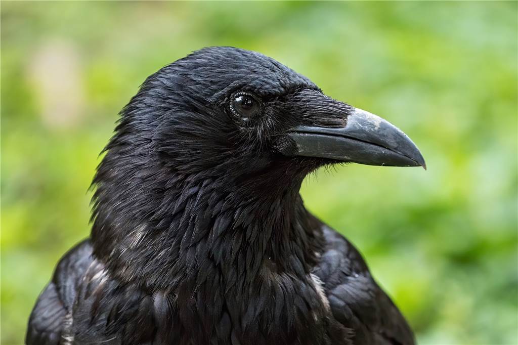 „Tiefstes Mittelalter“ im Kreis Unna: Krähen an den Füßen aufgehängt Forschungsprojekt widmen sich den Krähen, die als die Intelligentesten Vögel gelten.