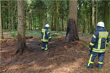 Foto: Bludau - 04.07.2017 -  Haltern am See
Am Mittwochmittag musste die Feuerwehr Haltern zu einem gemeldeten Waldbrand ausrücken. Gegen 13.34 wurden die hauptamtliche Wache sowie drei freiwillige Löschzüge in ein Waldgebiet am Dillenweg alarmiert. Als die ersten Einheiten die Einsatzstelle erreichten, konnte aber schnell Entwarnung gegeben und weitere Fahrzeuge wieder abbestellt werden. Nach ersten Erkenntnissen der Polizei hatten hier bislang Unbekannte vermutlich ein Lagerfeuer entfacht. Das Feuer hatte sich dann aufgrund der Trockenheit ausgebreitet, ist auf zwei Bäume übergesprungen und in den Waldboden gebrannt. Glücklicherweise bemerkten Spaziergänger früh genug den Brandgeruch und wählten den Notruf. Da sich die Brandstelle weit im Waldgebiet befand, mussten die Einsatzkräfte des Löschzuges Lavesum mit einem geländegängigen Fahrzeug vorfahren, um das Feuer dann mit einem C-Rohr abzulöschen zu können. Hier noch ein wichtiger Hinweis. Die Feuerwehren haben die Bevölkerung bereits mehrfach zu erhöhter Vorsicht aufgerufen. Zusätzlich gilt in den Wäldern absolutes Rauchverbot vom 1. März bis 31. Oktober. Außerdem darf verständlicher Weise kein offenes Feuer im Wald oder in Waldnähe gemacht werden.
