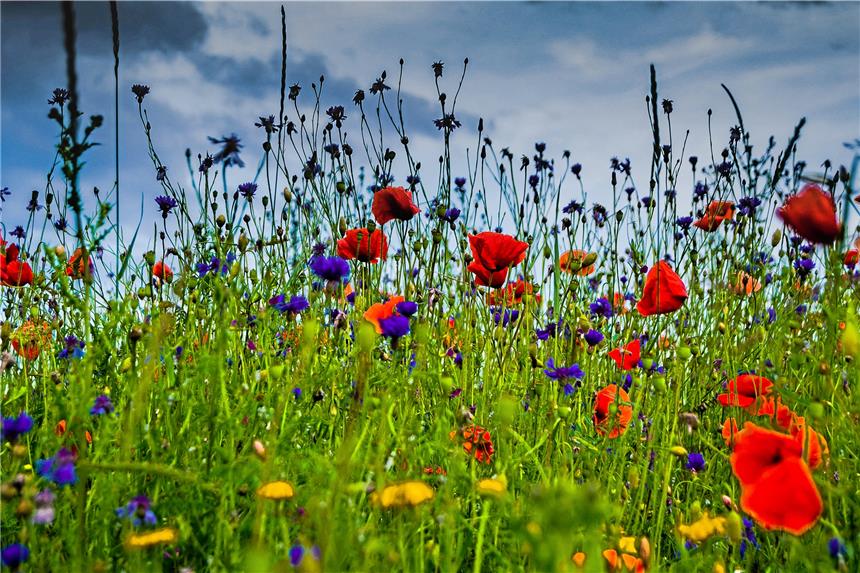 Wie Dorstener Hobbyfotografen ihre Heimat sehen Foto von Christian Pohl