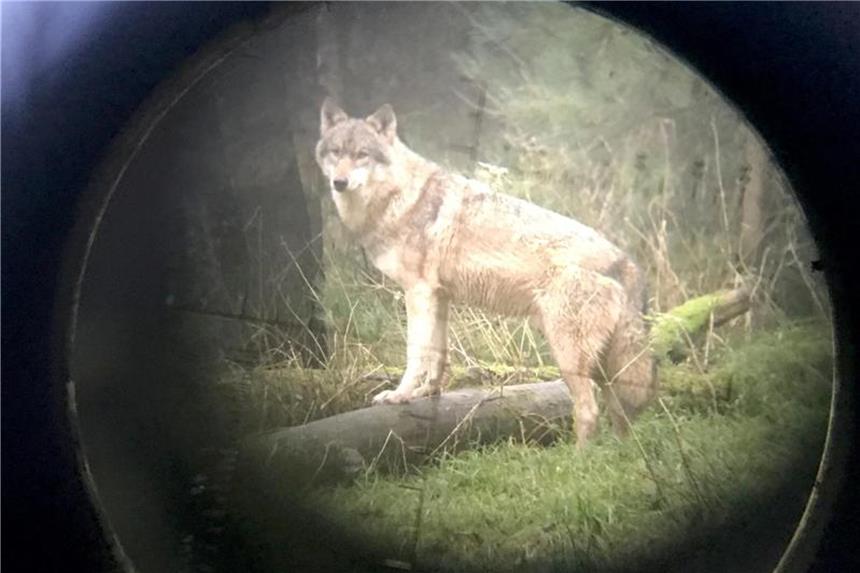 Wolf im Kommen: Schafzüchter wollen mehr Informationen Fotografiert durch ein Fernrohr ist ein Wolf zu sehen. Foto: Carsten Rehder/Archiv