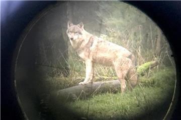 Fotografiert durch ein Fernrohr ist ein Wolf zu sehen. Foto: Carsten Rehder/Archiv
