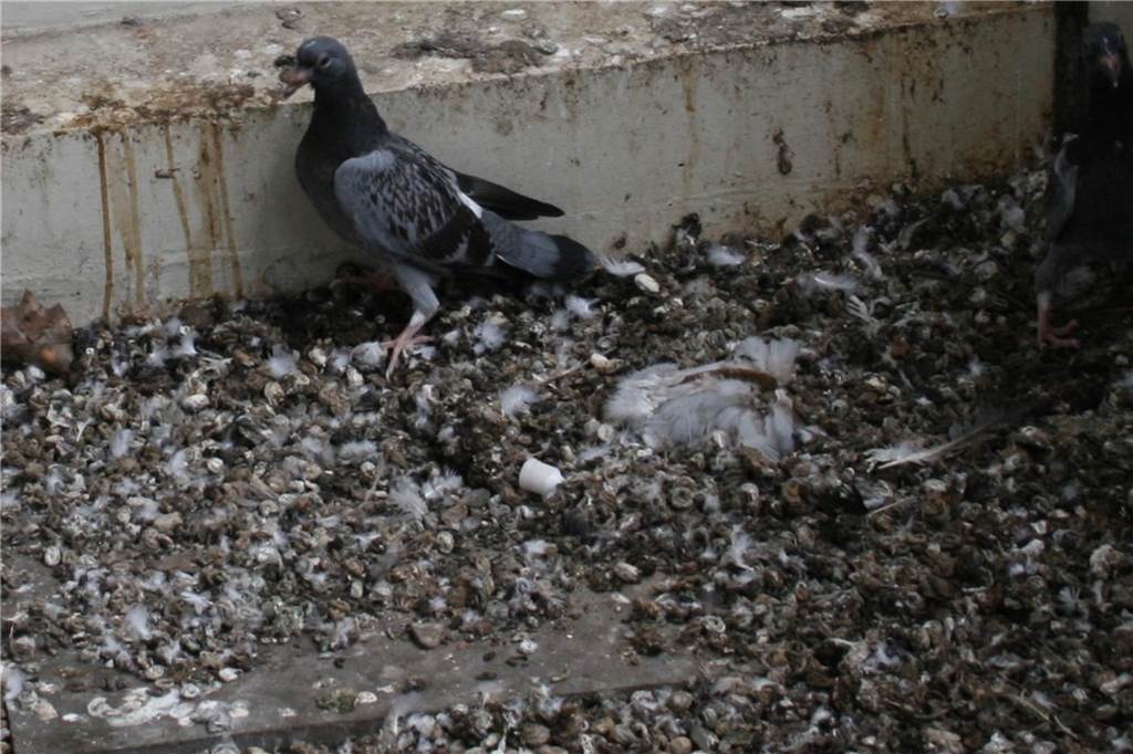 Fotos wie diese haben die Tierschützer bei einem Besuch des Wulfener Marktes gemacht. Sie zeigen, dass sich immer noch Tauben in den Ruinen aufhalten.