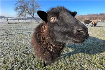 Frauke ist eineinhalb Jahre alt: ein neugieriges Ouessant-Schaf. Warum es im Winter nicht friert, hat vor allem zwei Gründe.