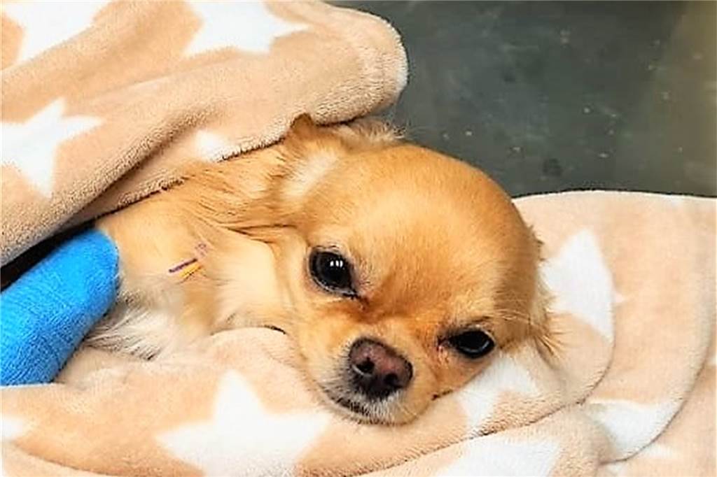 Fuchs greift Chihuahua an: „Höre meinen Hund immer noch schreien“ Freddy ist der Liebling der Familie.