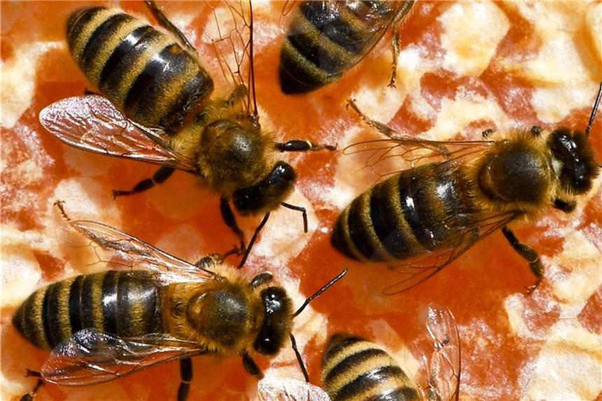 EU-Staaten verbieten drei Insektengifte auf Äckern Freilandverbot für bienenschädliche Insektizide? In Brüssel wird abgestimmt. Foto: Jens Kalaene