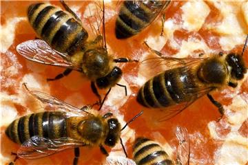 Freilandverbot für bienenschädliche Insektizide? In Brüssel wird abgestimmt. Foto: Jens Kalaene
