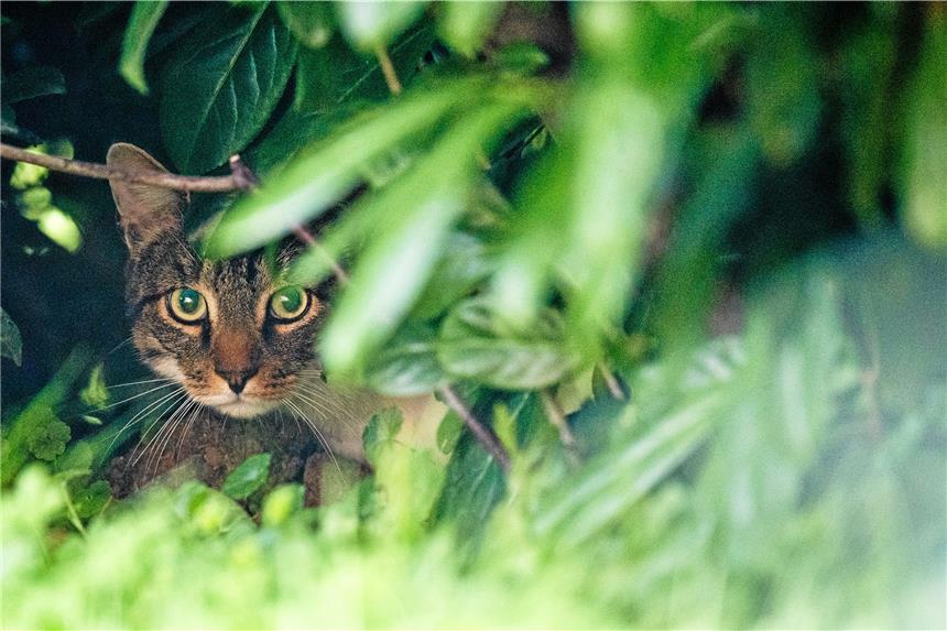 Freigängerkatzen: Chippen, kastrieren, abschießen? Freilaufende Katzen richten Schäden in der Natur an, weil sie zum Beispiel Bodenbrüter erlegen.dpa