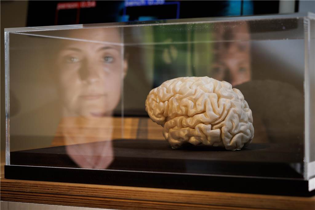 Künstliche Intelligenz verändert die Arbeitswelt: Sorgen und Chancen Freund oder Feind? Das Museum Industriekultur Osnabrück (MIK) zeigt noch bis zum 27. Oktober 2024 die Sonderausstellung „Künstliche Intelligenz. Die letzte Erfindung der Menschheit?“. Ein Exponat ist, wie hier zu sehen, die Nachbildung eines menschlichen Gehirns.