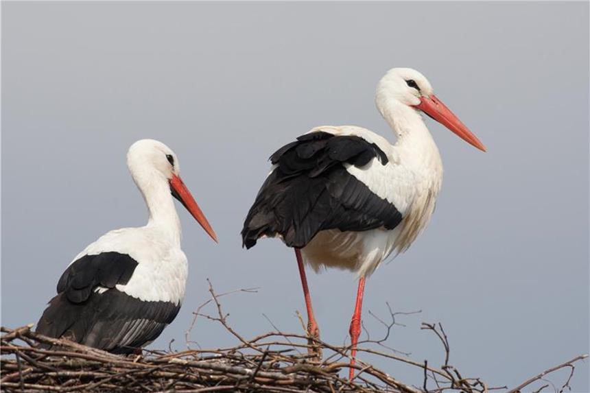 Fridolin (r) mit seiner neuen Partnerin Mai im Storchennest. Foto: Bärbel Rogoschik
