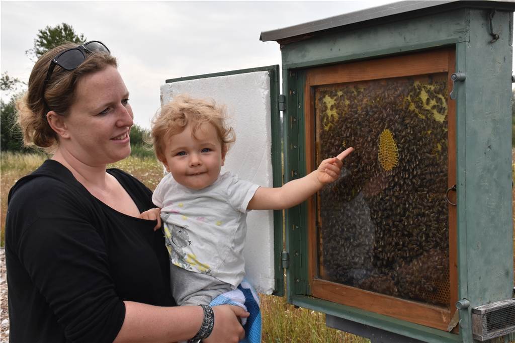 Video und viele Fotos: Mit der Fietse zum Hof – viele erlebten „Land(wirt)schaft Friederike Westermann von den Ahauser Imkern stand den Besuchern auf der Blühwiese am Schumacherring Rede und Antwort. Die Bienenkönigin und ihr Schwarm konnten bewundert werden.