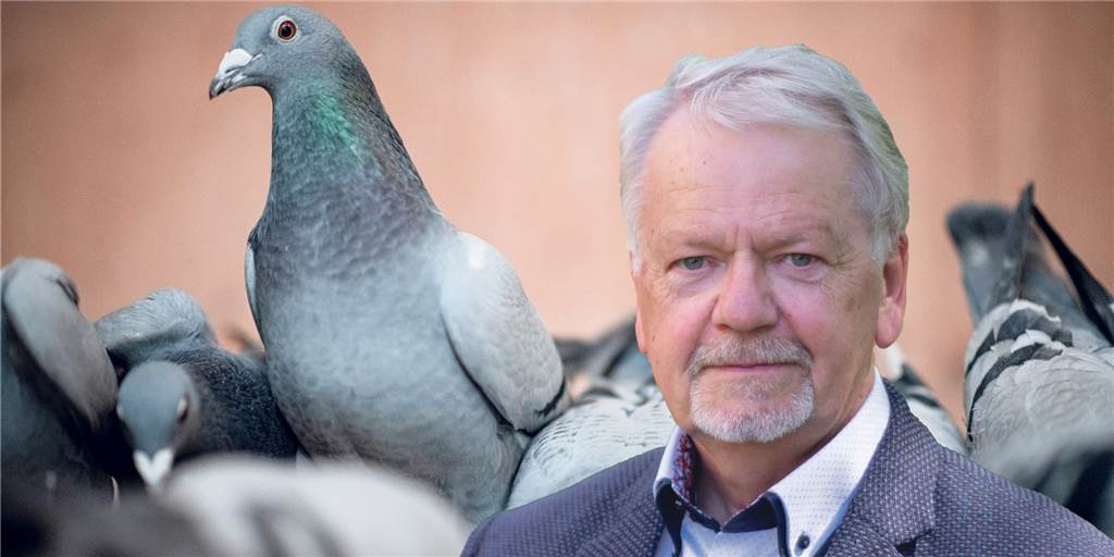 Fragemann (SPD) zu Tauben am Wulfener Markt: „Keine Rücksicht nehmen“ Friedhelm Fragemann, Fraktionsvorsitzender der SPD in Dorsten, äußert sich zu den Tauben am und im Wulfener Markt.