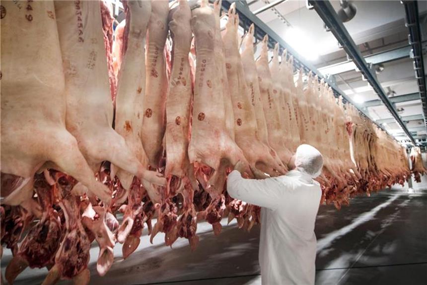 Klöckner will „Tierwohllabel“ für Fleisch mit drei Stufen Frisch geschlachtete Schweine in einem Kühlhaus: Das „Tierwohllabel“ soll bis 2020/2021 in die Supermärkte kommen. Foto: Bernd Thissen