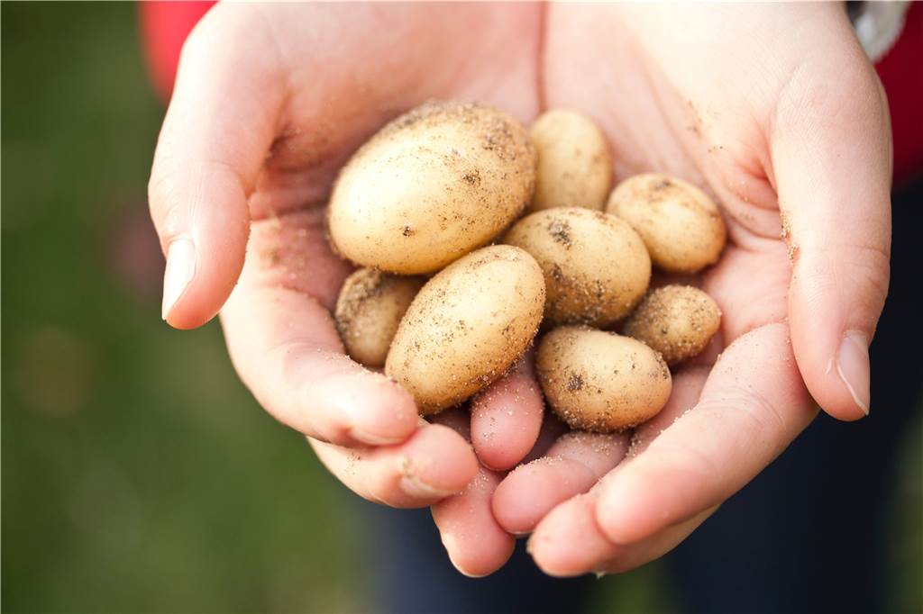 Vom Feld direkt in die Küche – Hofläden in NRW entdecken Frisch, lecker und aus der Region. Da is(s)t jeder am Ende glücklich und zufrieden.