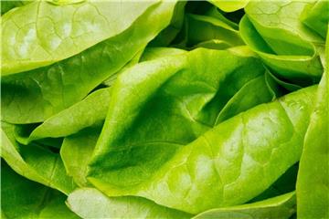 Frisch und knackig: So schmeckt Salat am besten. Foto: Franziska Gabbert