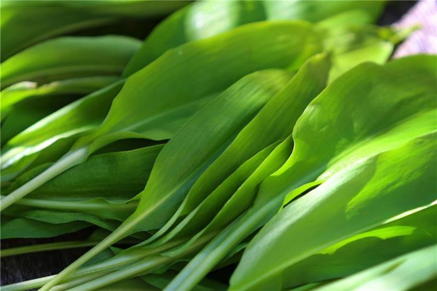 Bärlauch würzt Soßen und Pesto Frischer Bärlauch macht sich mit seinem Knoblaucharoma gut in Pesto. Foto: Karl-Josef Hildenbrand