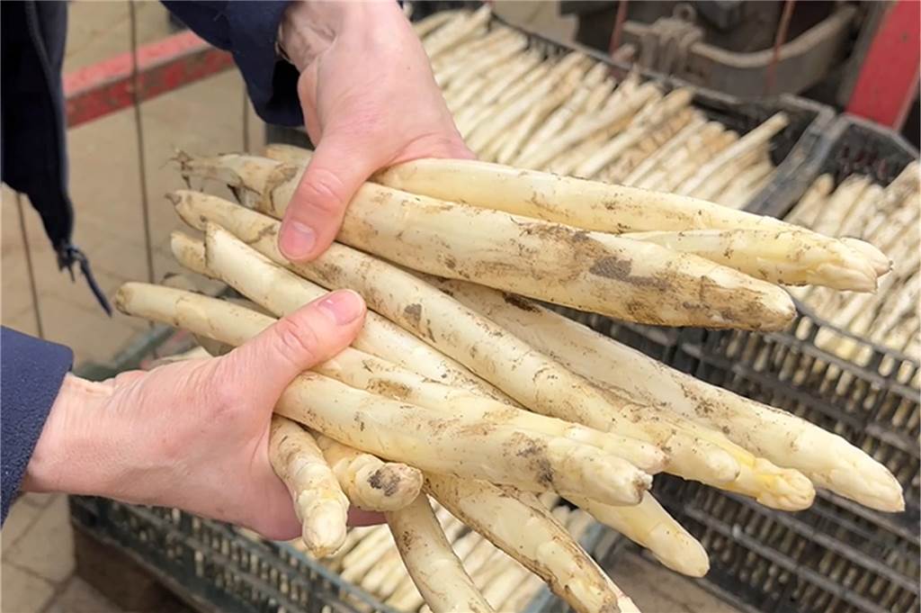 Spargelkauf leicht gemacht: Die Experten Kemna geben Tipps Barbara Kemna hält zwei Handvoll Spargel in die Kamera.