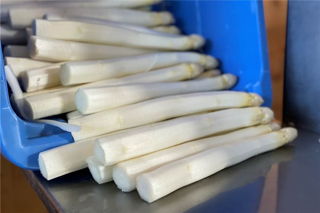 Frischer Spargel liegt neben der Schälmaschine in der Lagerhalle des Hofs Menken.