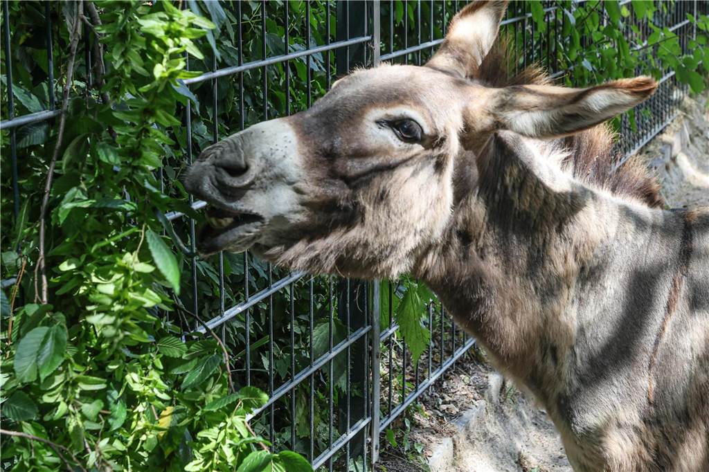Frisches Grün für die Esel-Bande: Der Zootierpfleger Stefan Bohland meint es gut mit den Eseln. Mama Ella möchte sich direkt das Beste sichern und verjagt die anderen Esel im Gehege.