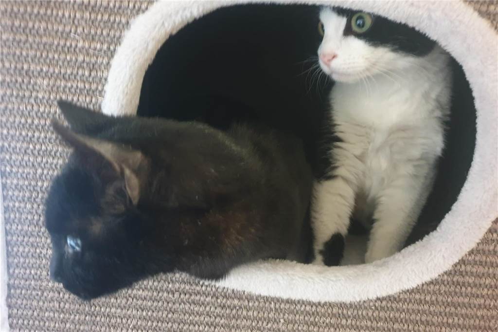 Kater im Karton vor Fressnapf ausgesetzt: „Sie schrien und jaulten“ Zwei Kater gucken aus einem Kratzbaum