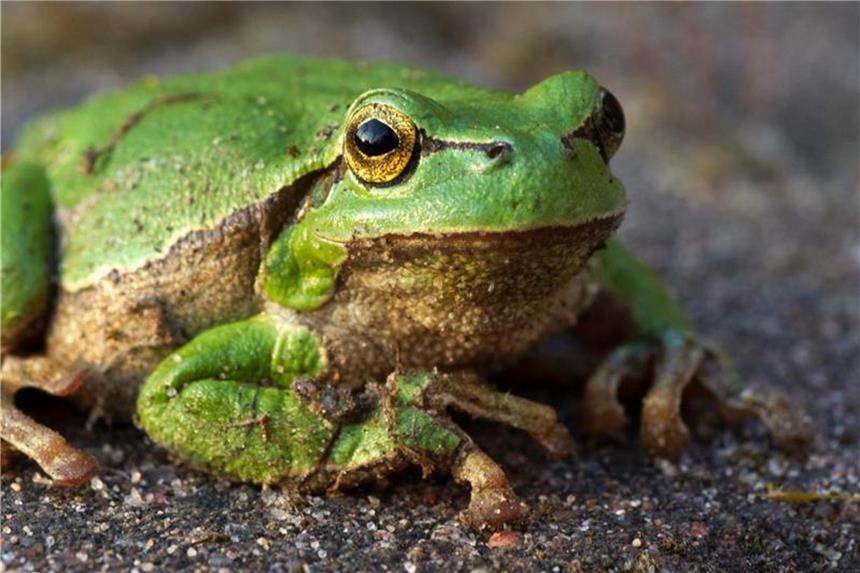 Lichtschächte am Haus wegen Sturzgefahr mit Draht abdecken Frösche und andere Wildtiere verletzen sich bei tiefem Fall auf harten Untergrund oft schwer. Hausbesitzer sollten deshalb Lichtschächte abdecken. Foto: Stefan Sauer