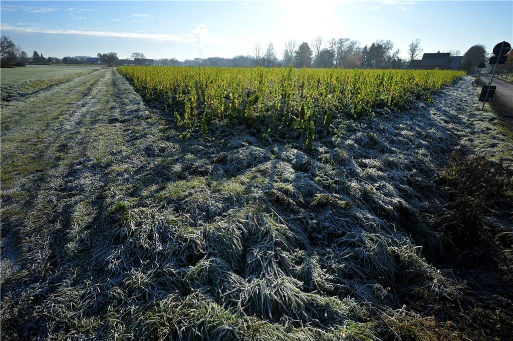 Frost überzieht alle Felder vor allem am Morgen.