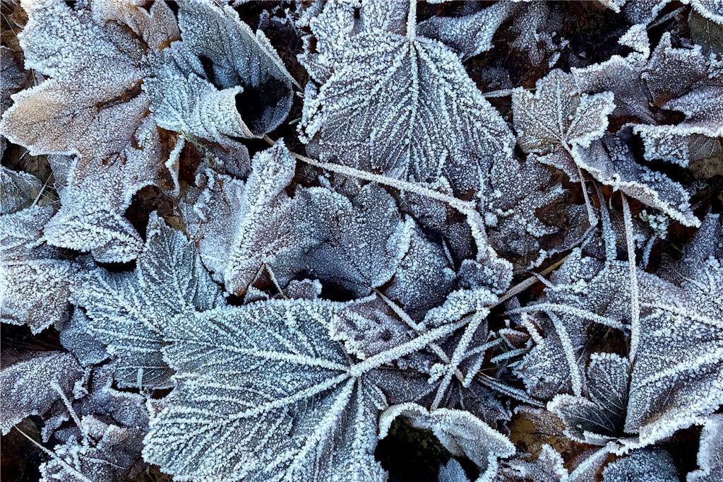 Frostige Blätter liegen derzeit überall.