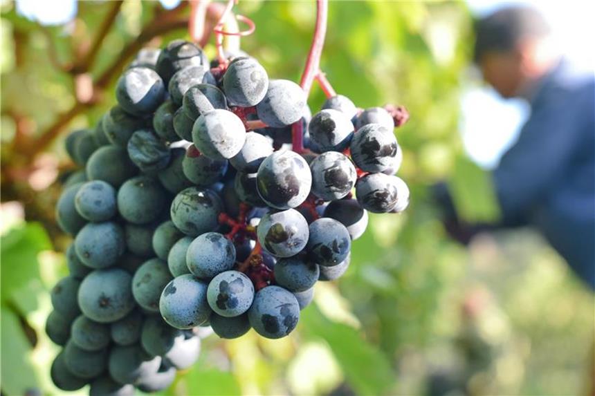 Fachleute erwarten besonders frühe Weinlese Frühe Weinlesen gab es bereits 2007 und 2011. Foto: Uwe Anspach
