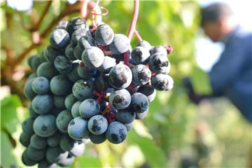 Frühe Weinlesen gab es bereits 2007 und 2011. Foto: Uwe Anspach
