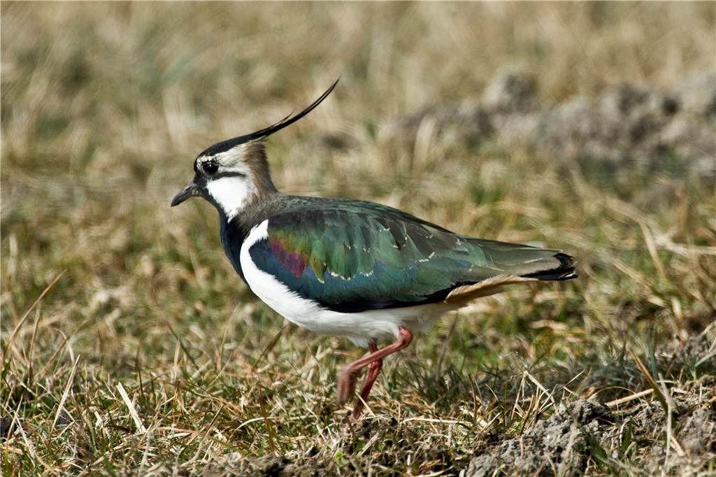Naturschutz-Aktion im Brook: Kiebitze auf sicheres Terrain gedrängt Kiebitz in der Landschaft