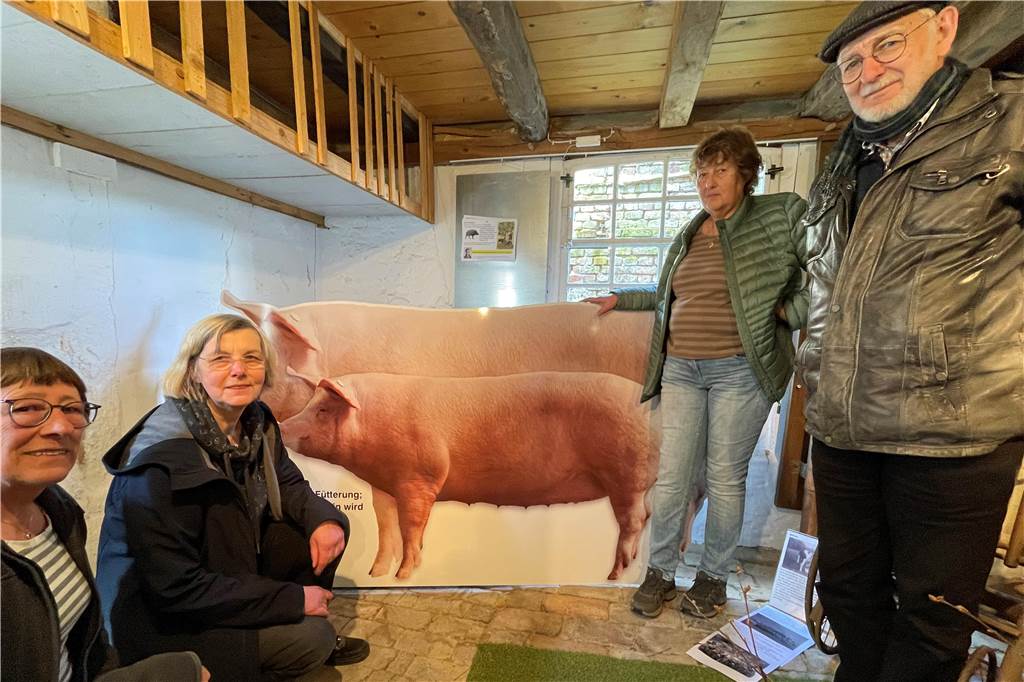 Tierische Ausstellung im Heimathaus: Als Hunde Sahne zu Butter schlugen Früher waren Schweine deutlich kleiner, wie der Vergleich auf dem Bild im Hintergrund zeigt. V. l. die Helfer Gerda Peters, Ausstellungsleiterin Liane Schmitz, Edith Budde und Kurt Schmitz.
