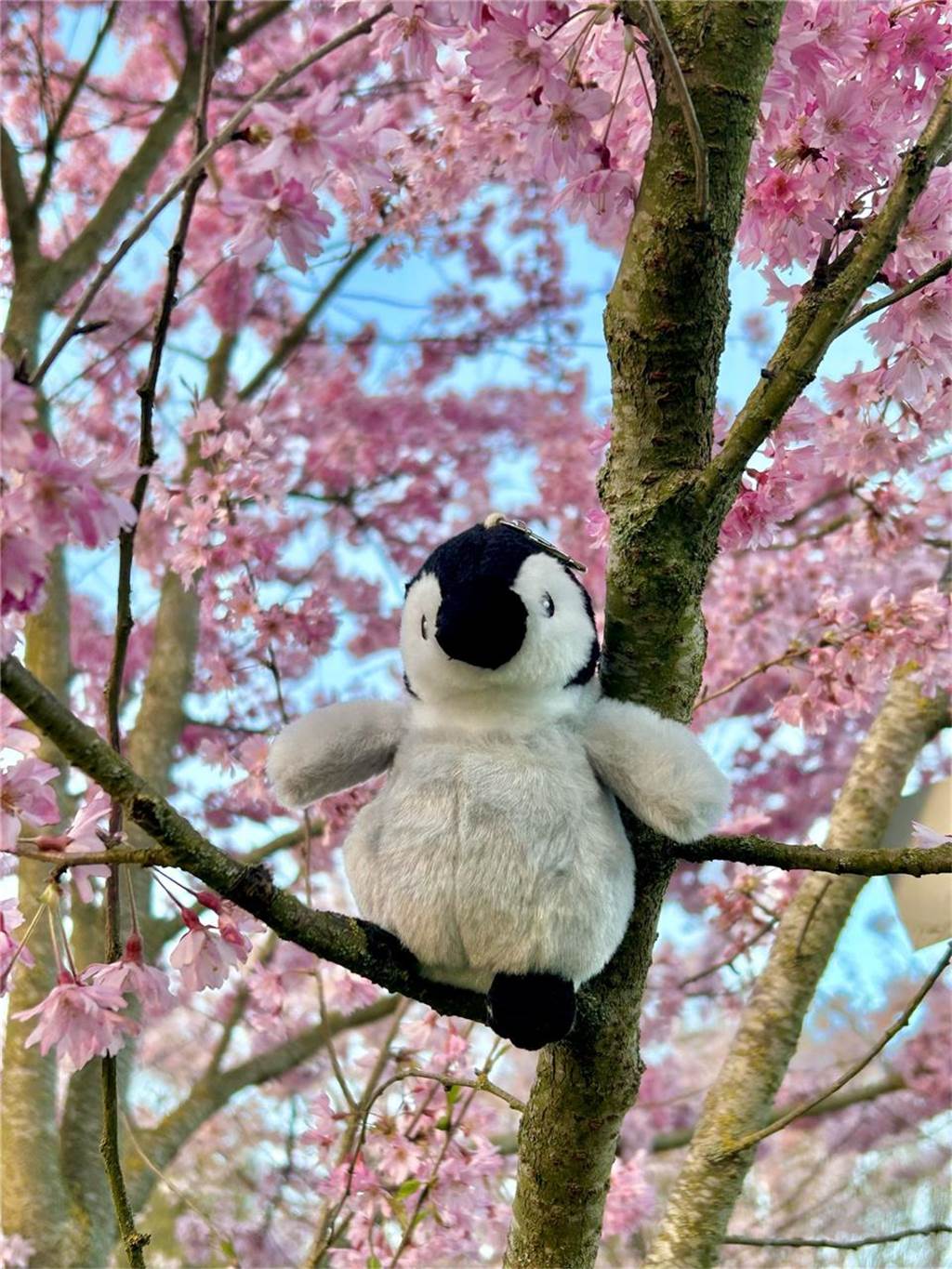 Frühlingsfotos aus dem Westfalenpark von Jiayi.