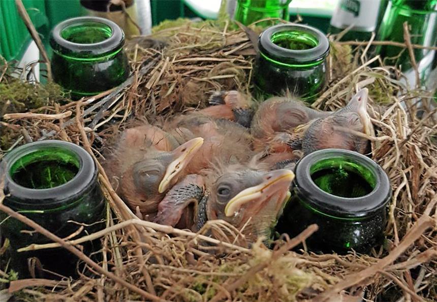 Amselpaar baut sich ein Nest zwischen Bierflaschen Fünf kleine flauschige Amseln im Bierkasten.