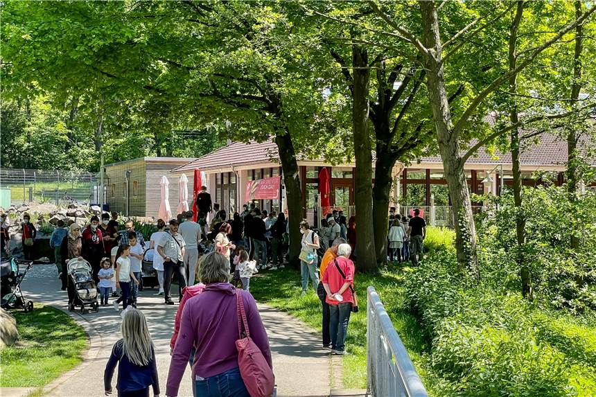 Ausgewildert: Dortmunder Zoo entlässt Tiere in die Freiheit Fünf Schleiereulen aus dem Dortmunder Zoo wurden der Stadt-Wildnis zugeführt.