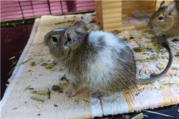 Fünf wahrscheinlich noch relativ junge Degu-Jungs suchen ein neues Zuhause.