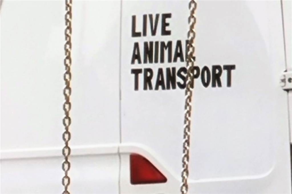Verdächtiger Tiertransporter wieder aufgetaucht: „Die werden nicht aufhören“ Für die Arche 90 steht fest: Allein die Aufschrift „Live animal Transport“ deutet darauf hin, dass Tierhändler ihre Geschäfte nicht ruhen lassen.