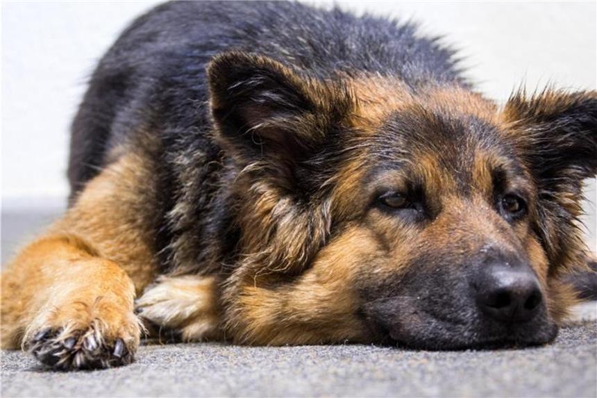Jede Hunderasse altert anders Für den Alterungsprozess von Hunden spielen Faktoren wie Geschlecht, Erbkrankheiten und Größe eine Rolle. Foto: Jens Büttner