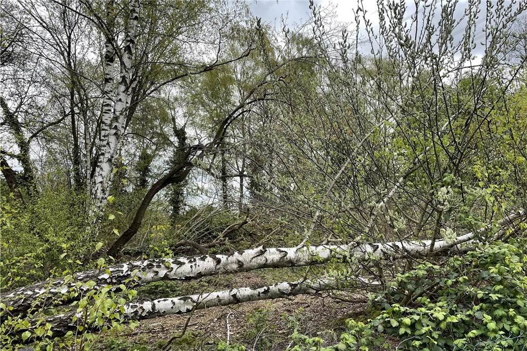 Dortmunder Investor plant neues Mehrfamilienhaus in Oespel Für den Bau des Mehrfamilienhaus in Dortmund-Oespel muss ein kleines "Wäldchen" gerodet werden.