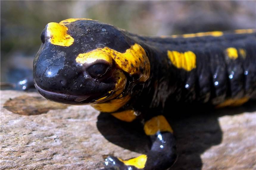 Salamander-Pest in Dortmund: Es droht ein Massensterben der Tiere Für die Feuersalamander in den Dortmunder Wäldern könnte es nun sehr bedrohlich werden.